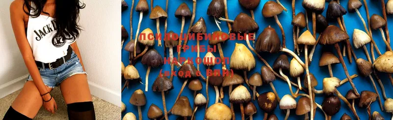 Псилоцибиновые грибы Psilocybe  Борзя 